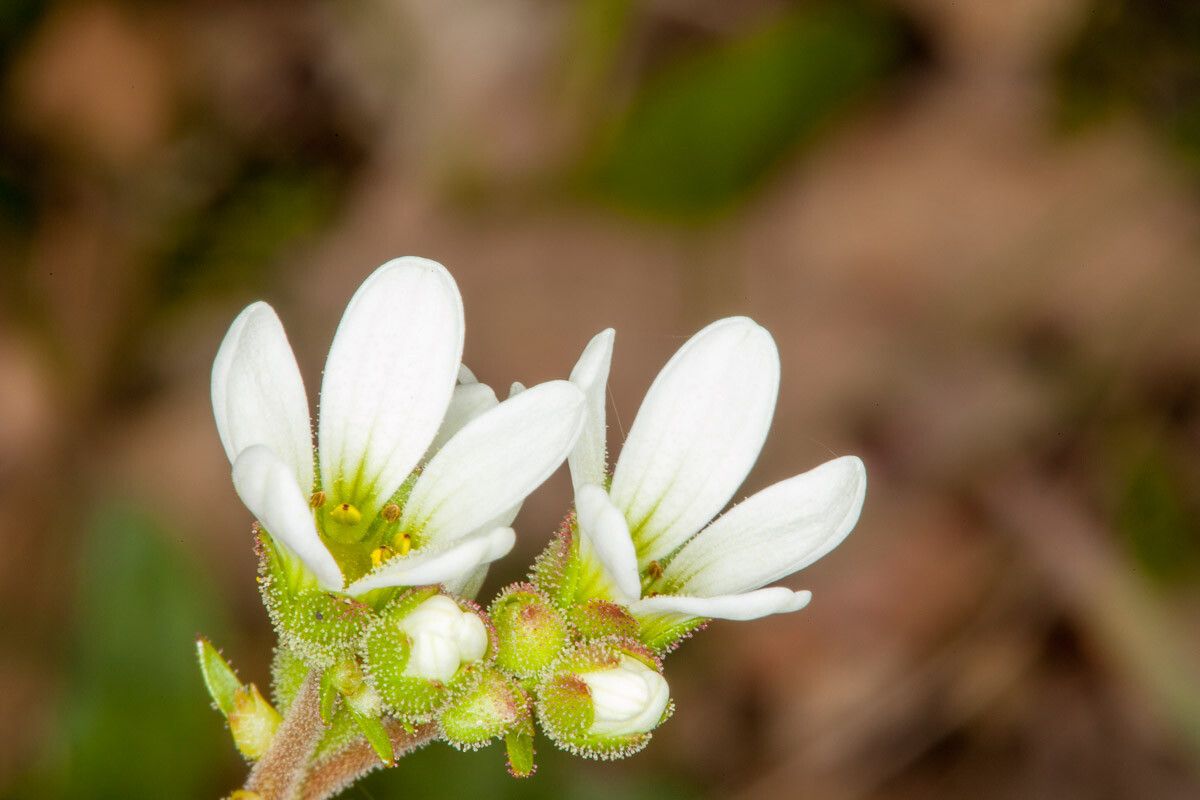 Saxifraga bulbifera flower