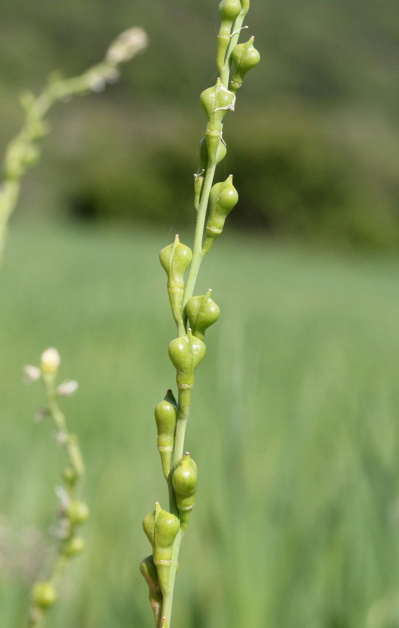 Myagrum perfoliatum fruit
