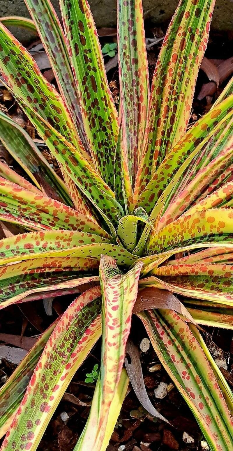 Manfreda undulata — related species from the same genus