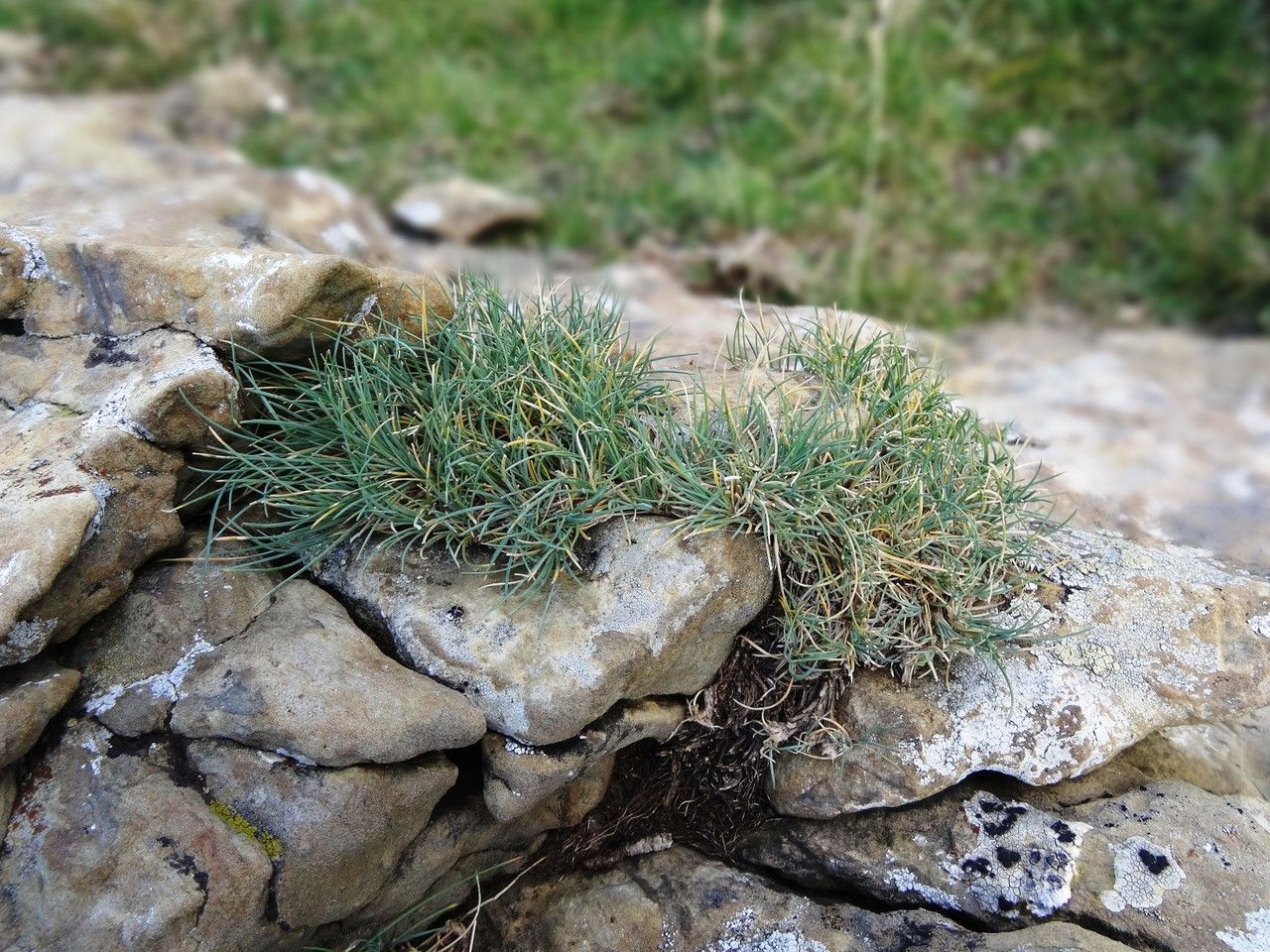Festuca glacialis habit