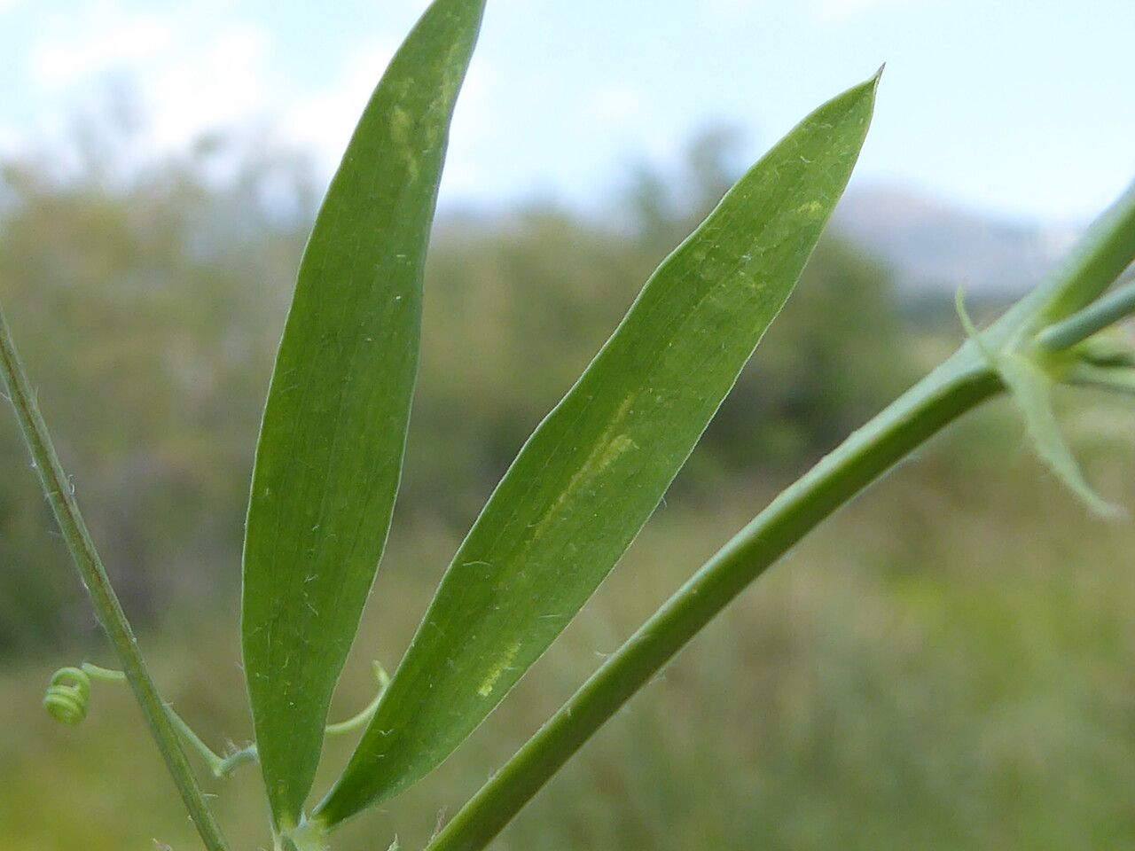 Lathyrus hirsutus leaf