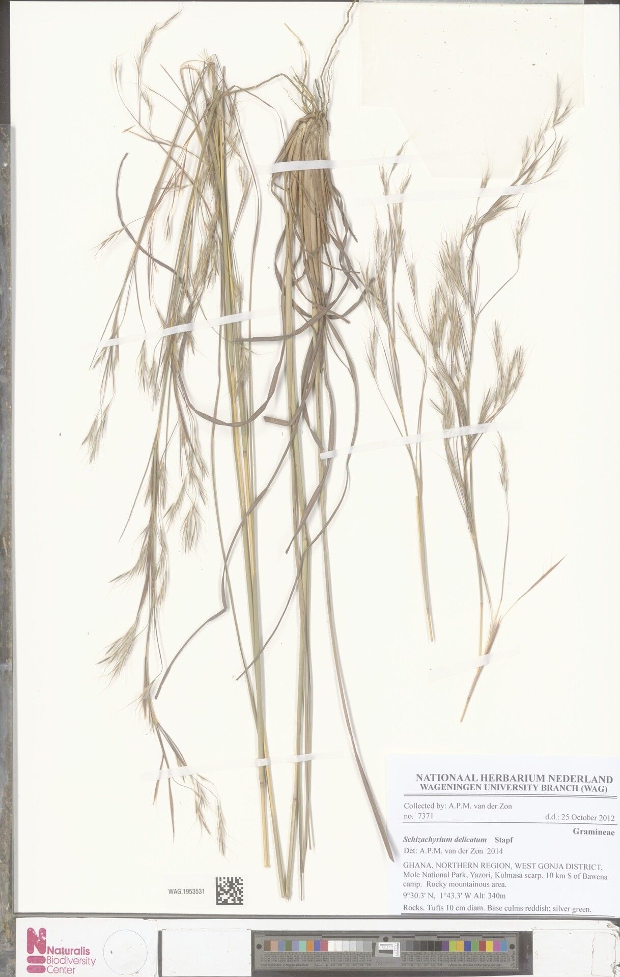 Schizachyrium delicatum — related species from the same genus