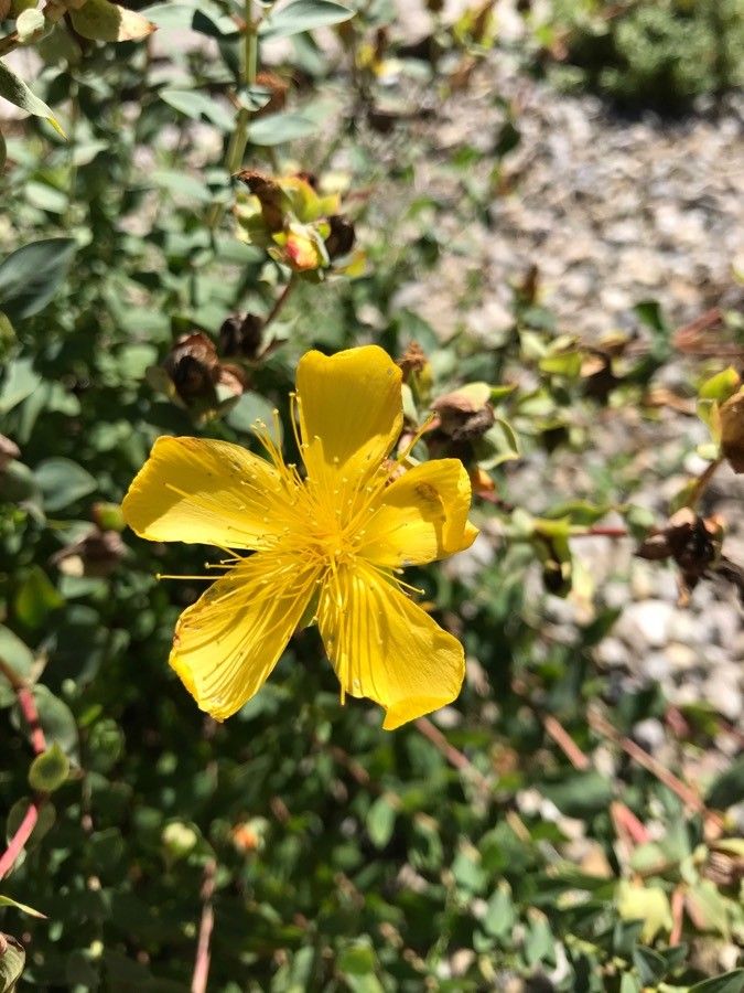 Hypericum polyphyllum flower