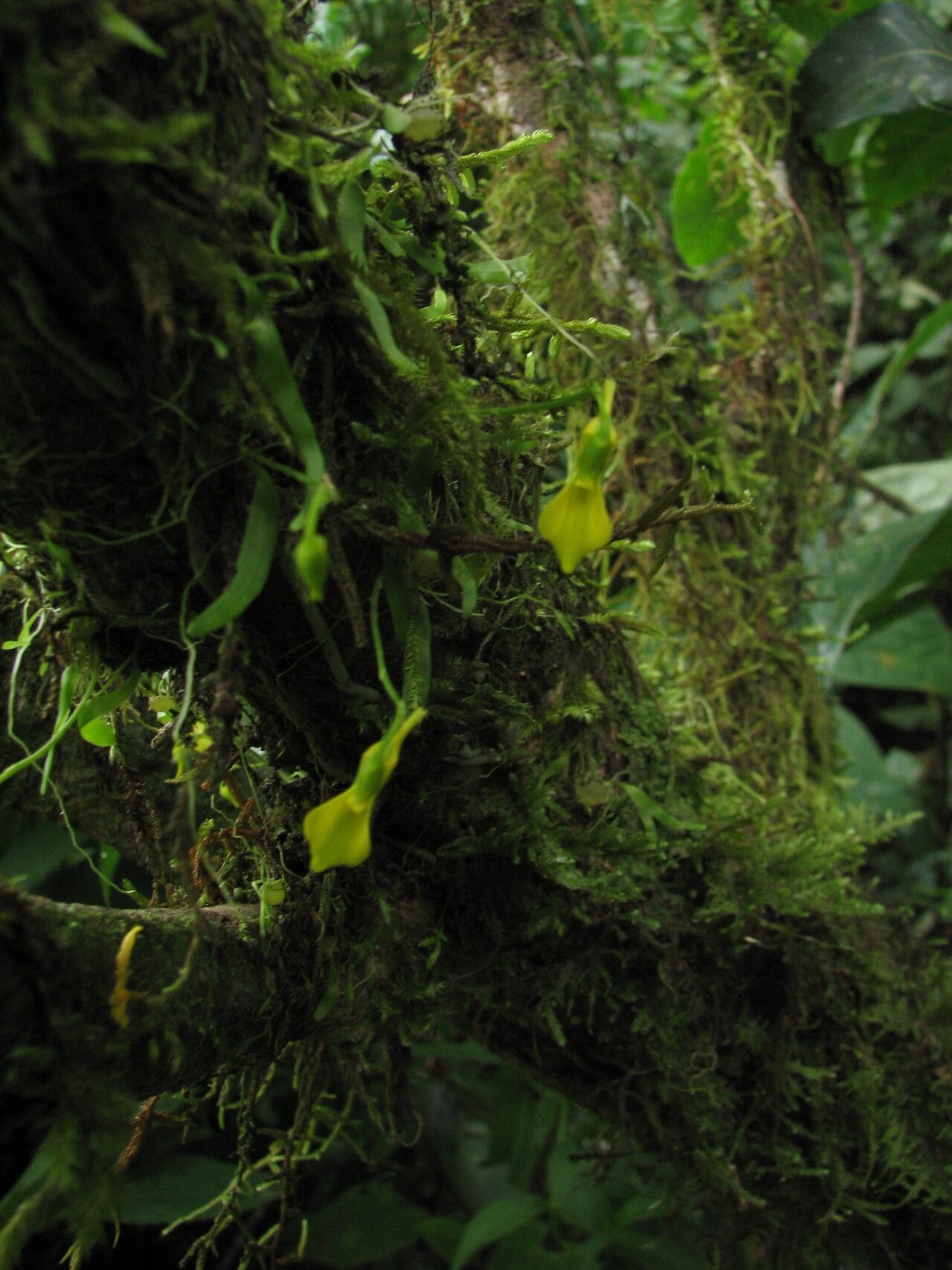 Utricularia mannii habit