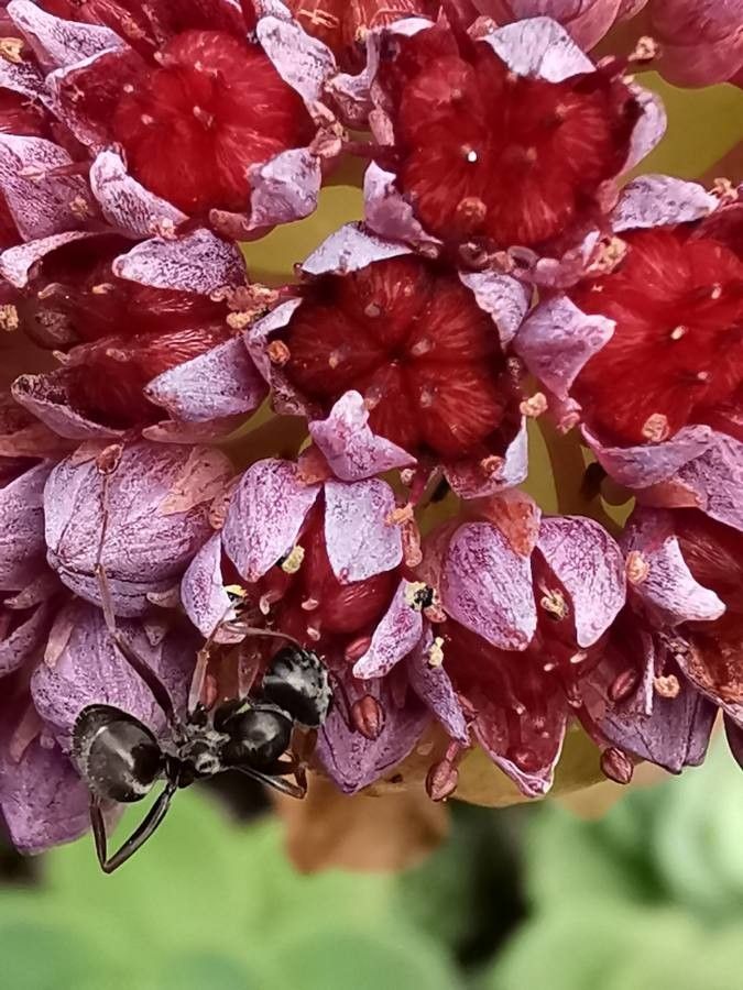 Hylotelephium anacampseros flower