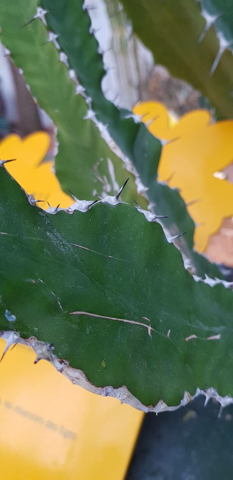 Euphorbia cactus — houseplant care guide