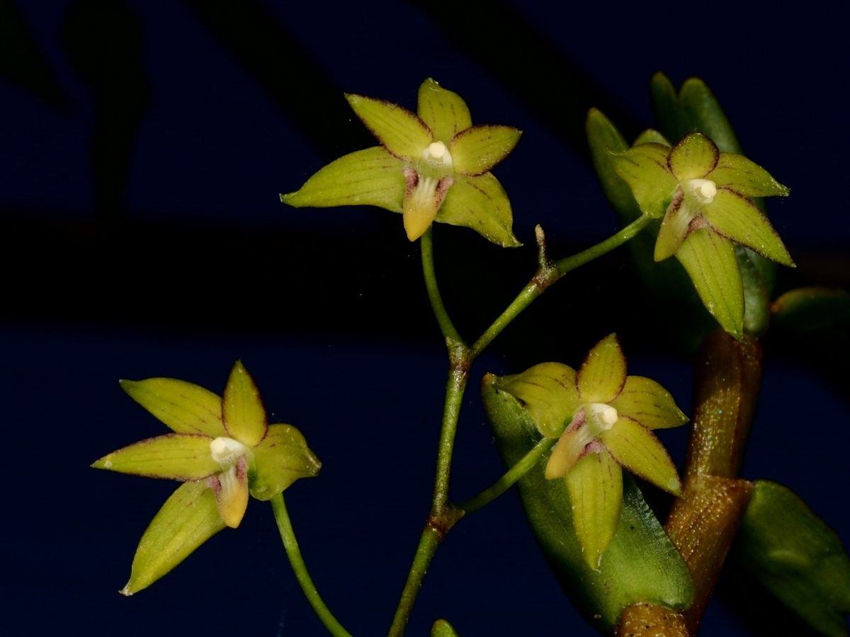 Dendrobium crassicaule — houseplant care guide