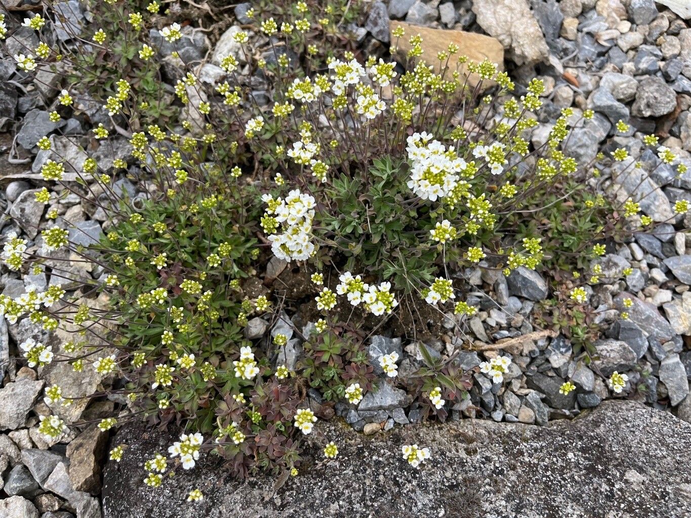 Draba doerfleri habit