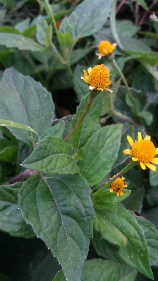 Acmella caulirhiza leaf