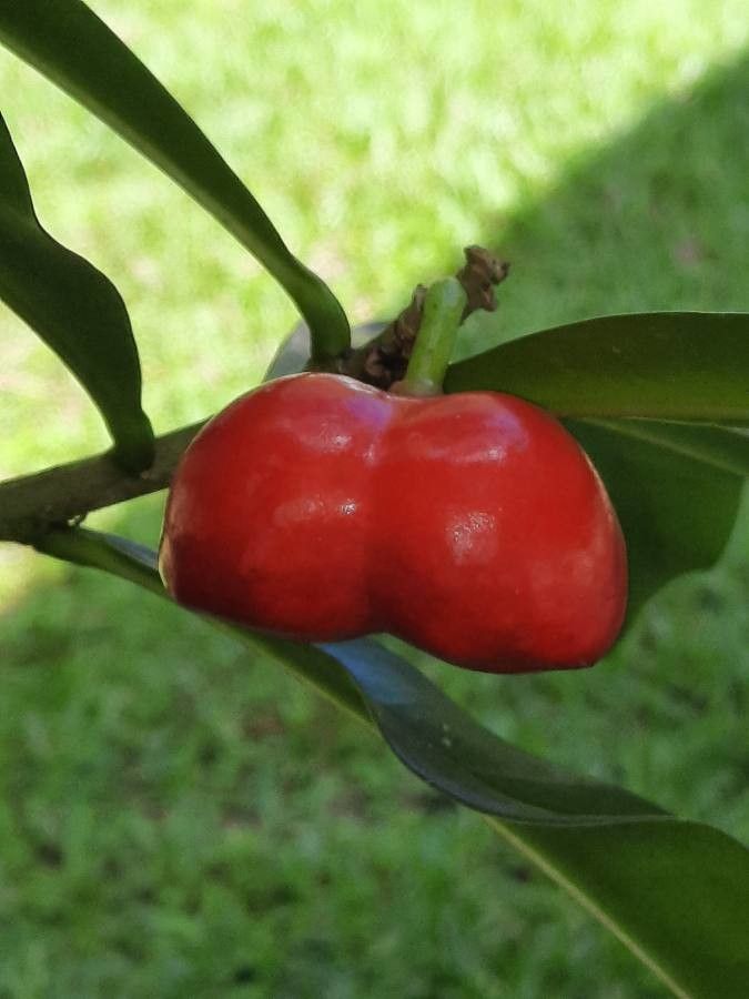Thevetia ahouai fruit