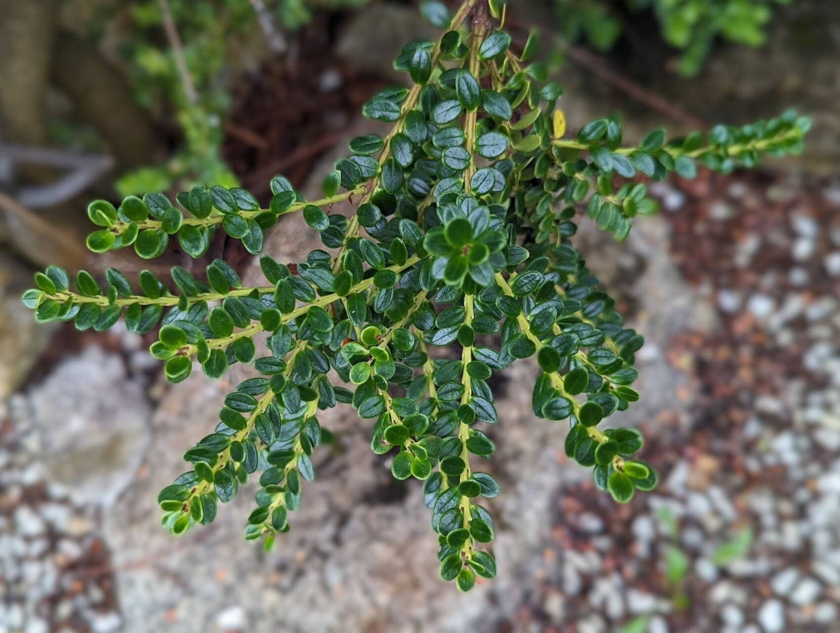 Vaccinium coriaceum — search result for 'Vaccinium'