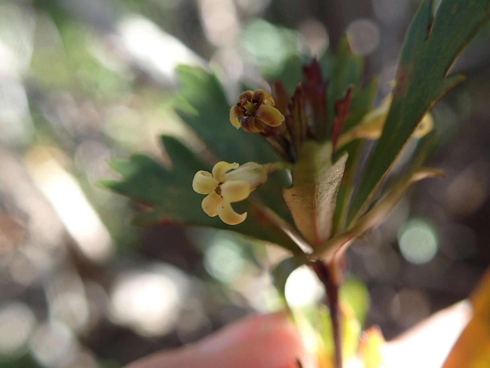 Pittosporum dzumacense — search result for 'Pittosporum'