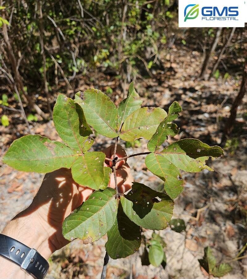 Caryocar cuneatum leaf