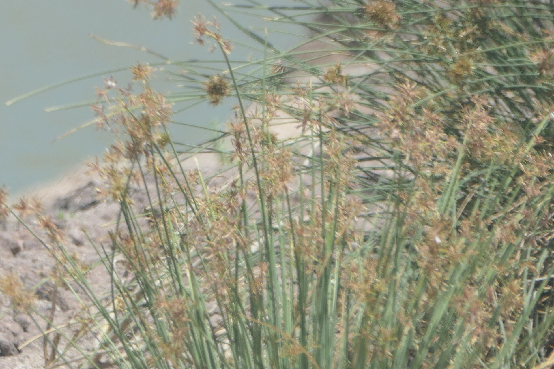 Cyperus marginatus habit