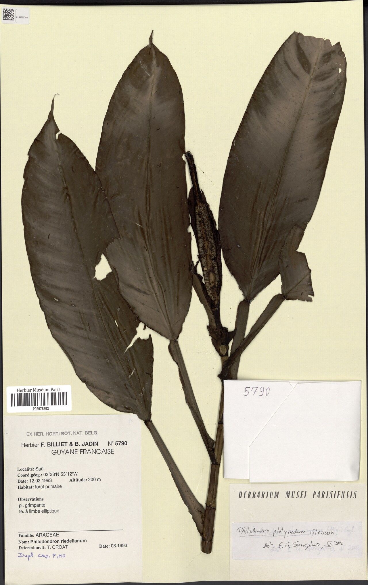 Philodendron platypodum leaf