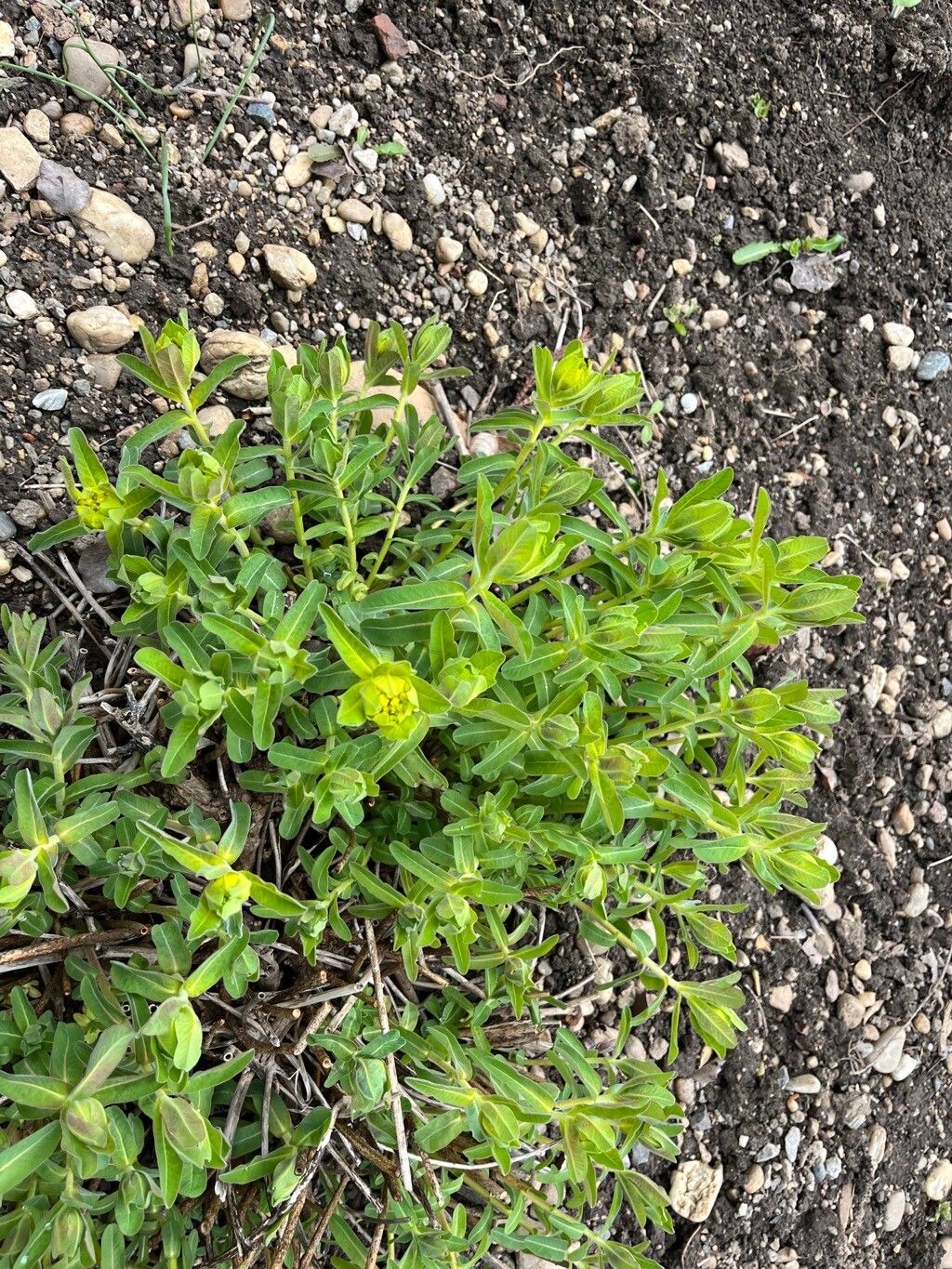 Euphorbia austriaca habit