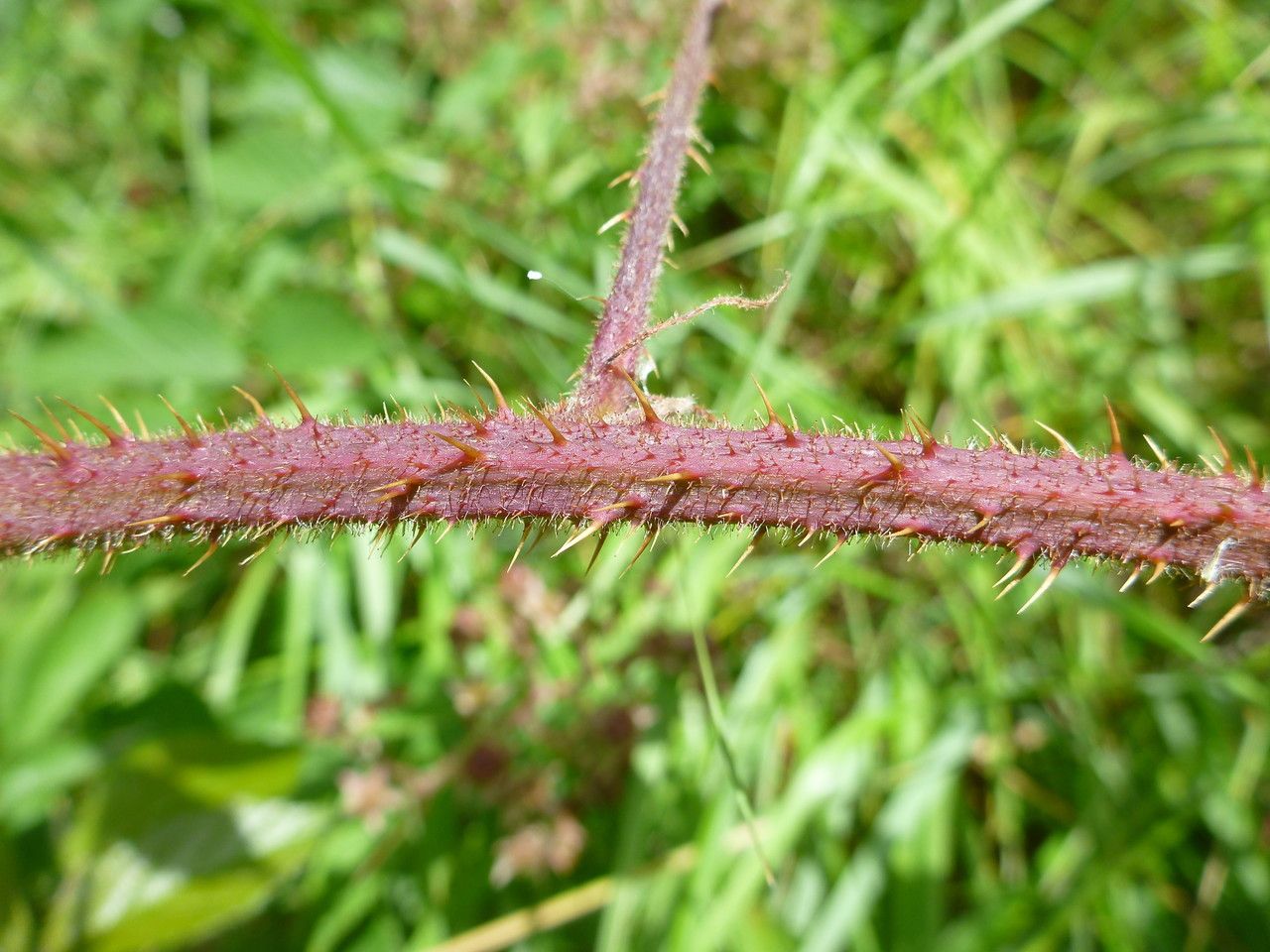 Rubus praticolor bark
