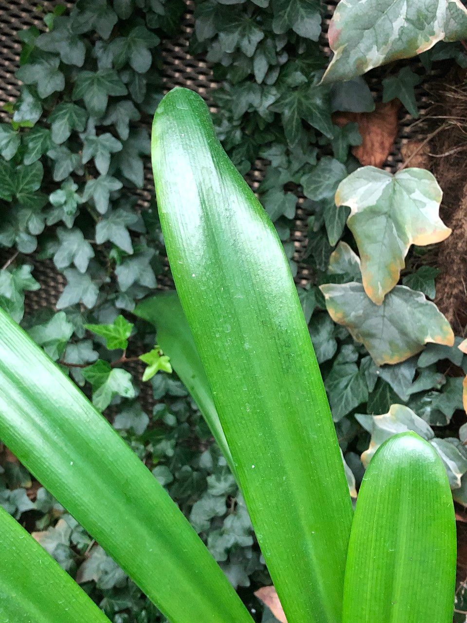 Agapanthus spp. leaf