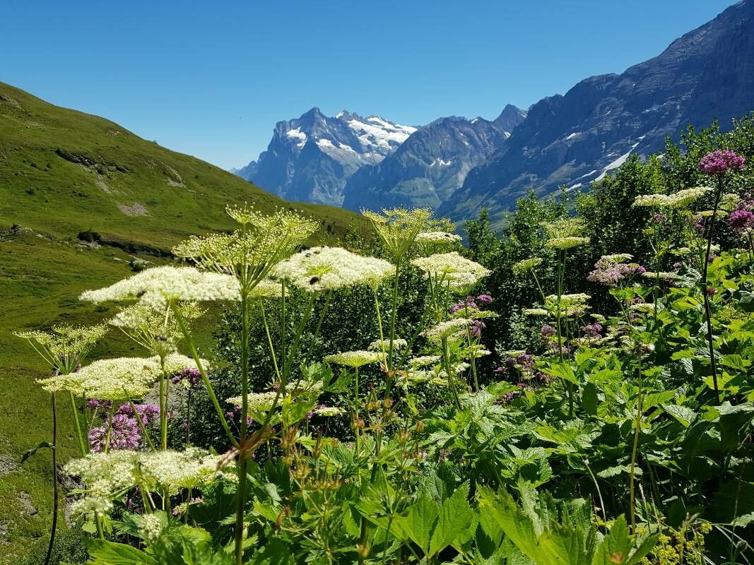Imperatoria ostruthium leaf