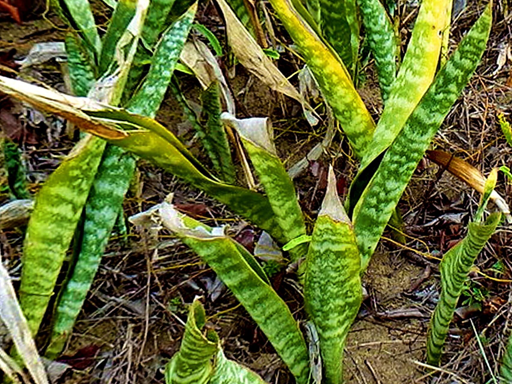 Aeschynomene montevidensis — houseplant care guide