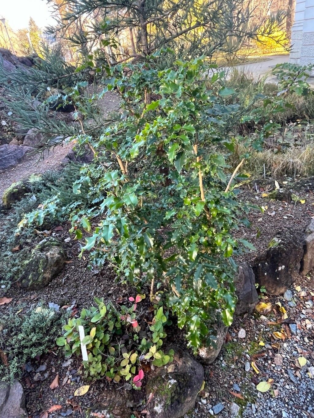 Berberis pinnata habit