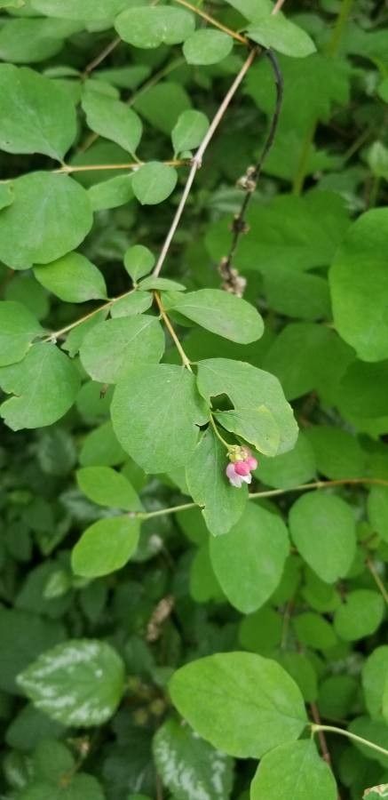 Symphoricarpos mollis flower