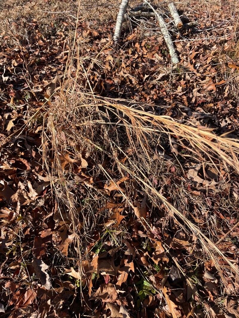 Agrostis scabra — search result for 'Agrostis'