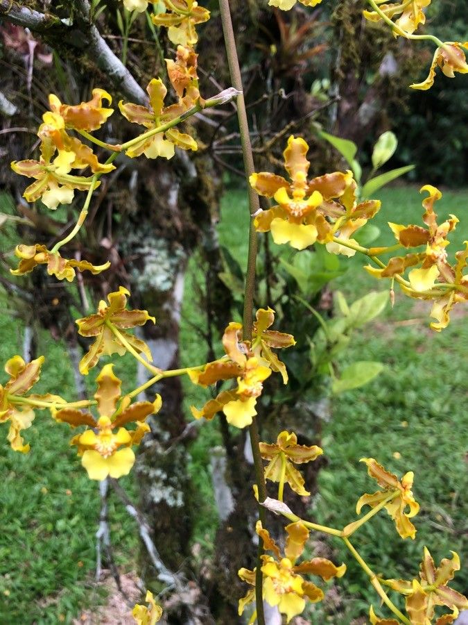 Oncidium stenotis flower