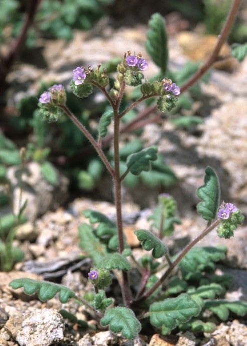Phacelia coerulea habit