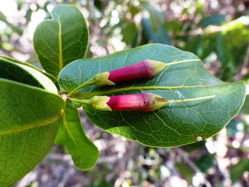 Pycnandra longiflora flower