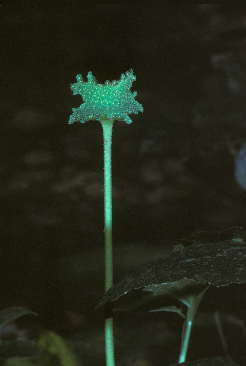 Dorstenia drakena flower