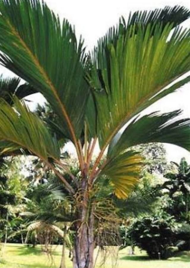 Phoenicophorium borsigianum — search result for 'Arecaceae'