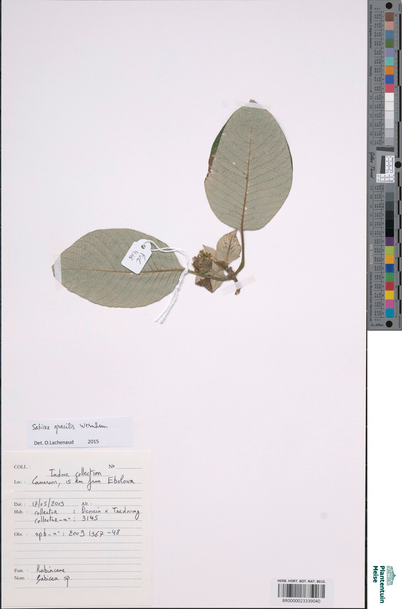 Sabicea gracilis other