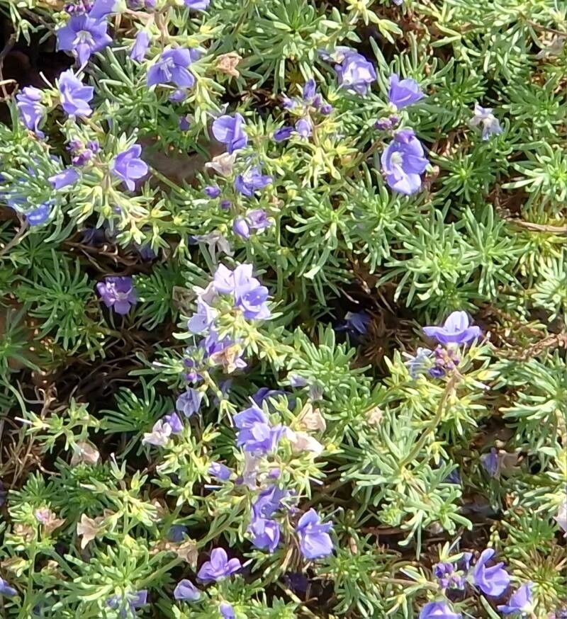 Veronica armena habit