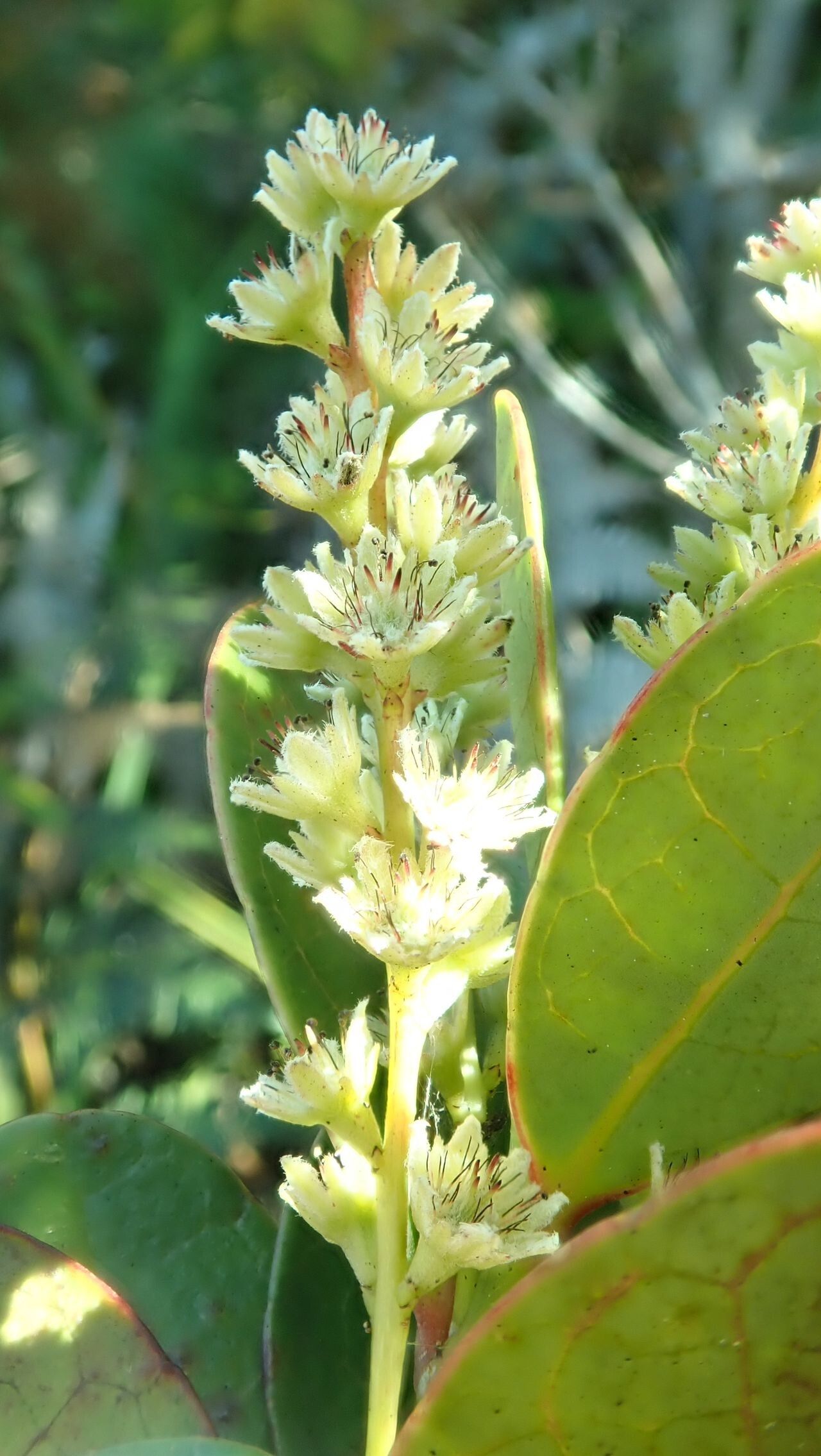 Homalium kanaliense flower