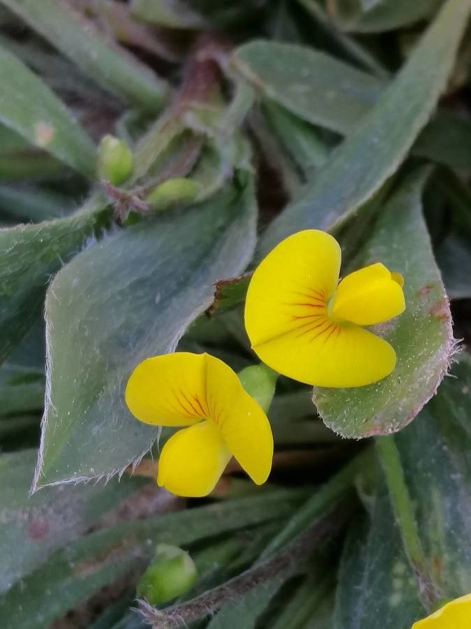 Scorpiurus sulcatus flower