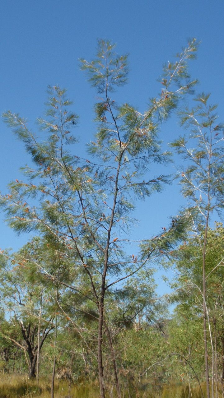 Grevillea pteridifolia habit