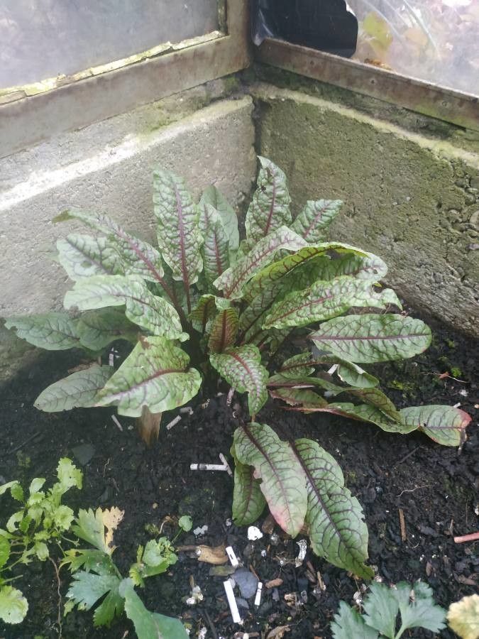 Rumex verticillatus — flood tolerant houseplant
