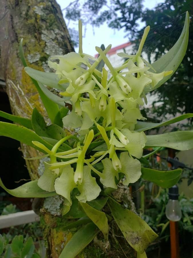 Epidendrum chlorocorymbos flower