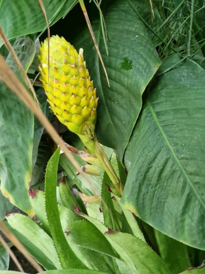 Quesnelia edmundoi — related species from the same genus
