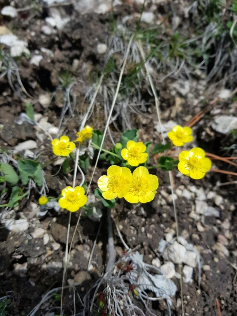 Ranunculus hybridus flower