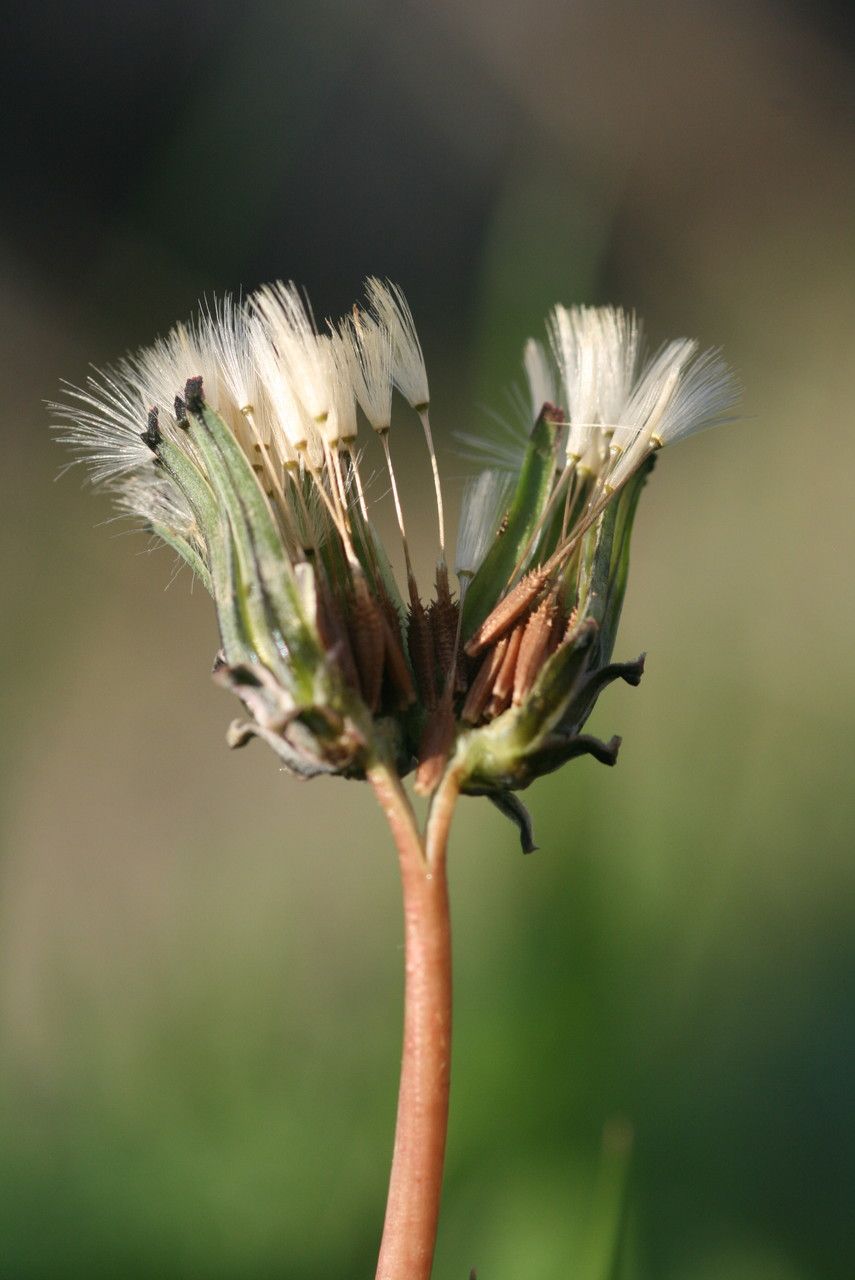 Taraxacum minimum fruit