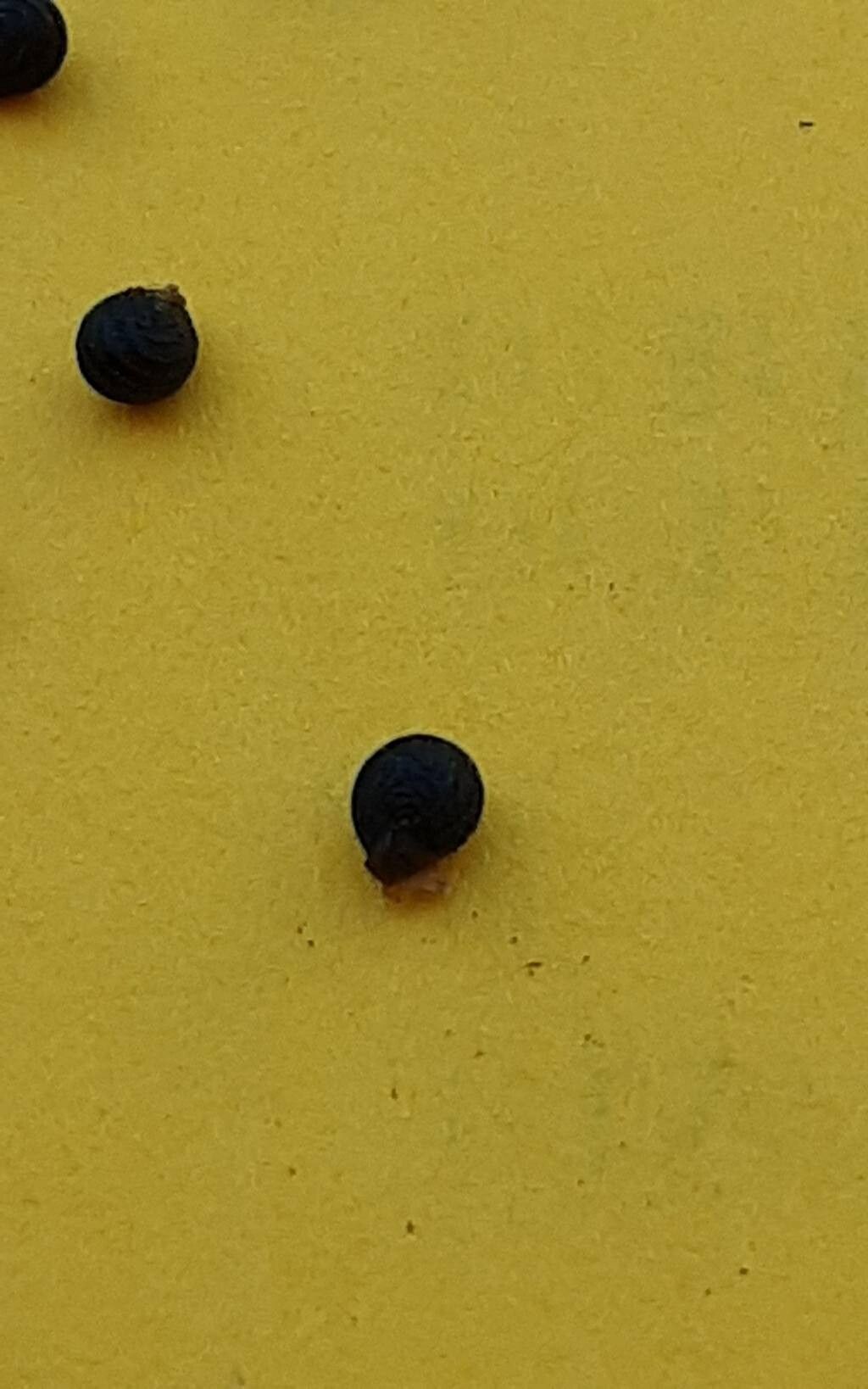 Bulbine namaensis other