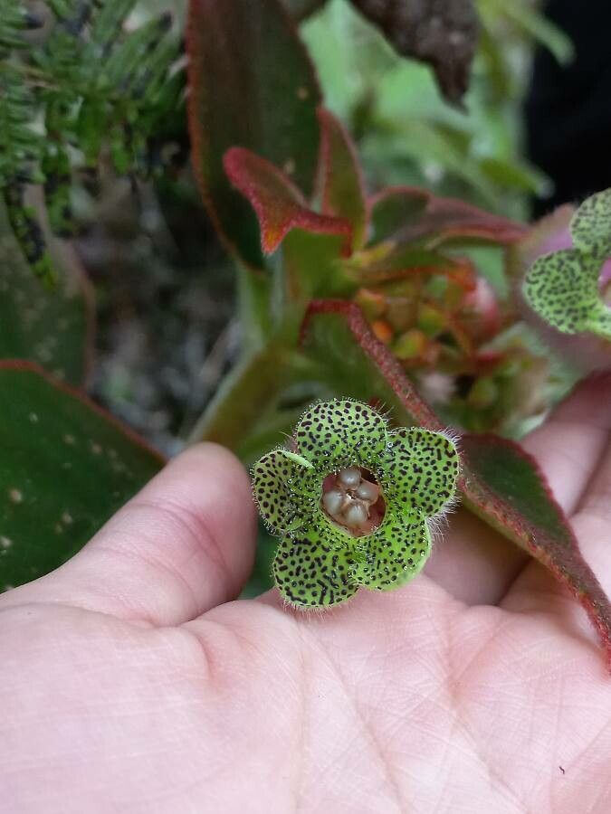Kohleria warszewiczii flower