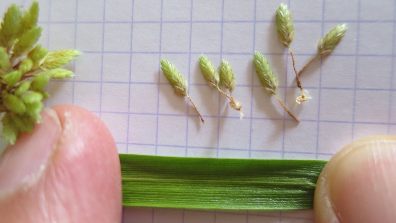 Cyperus badius — houseplant care guide