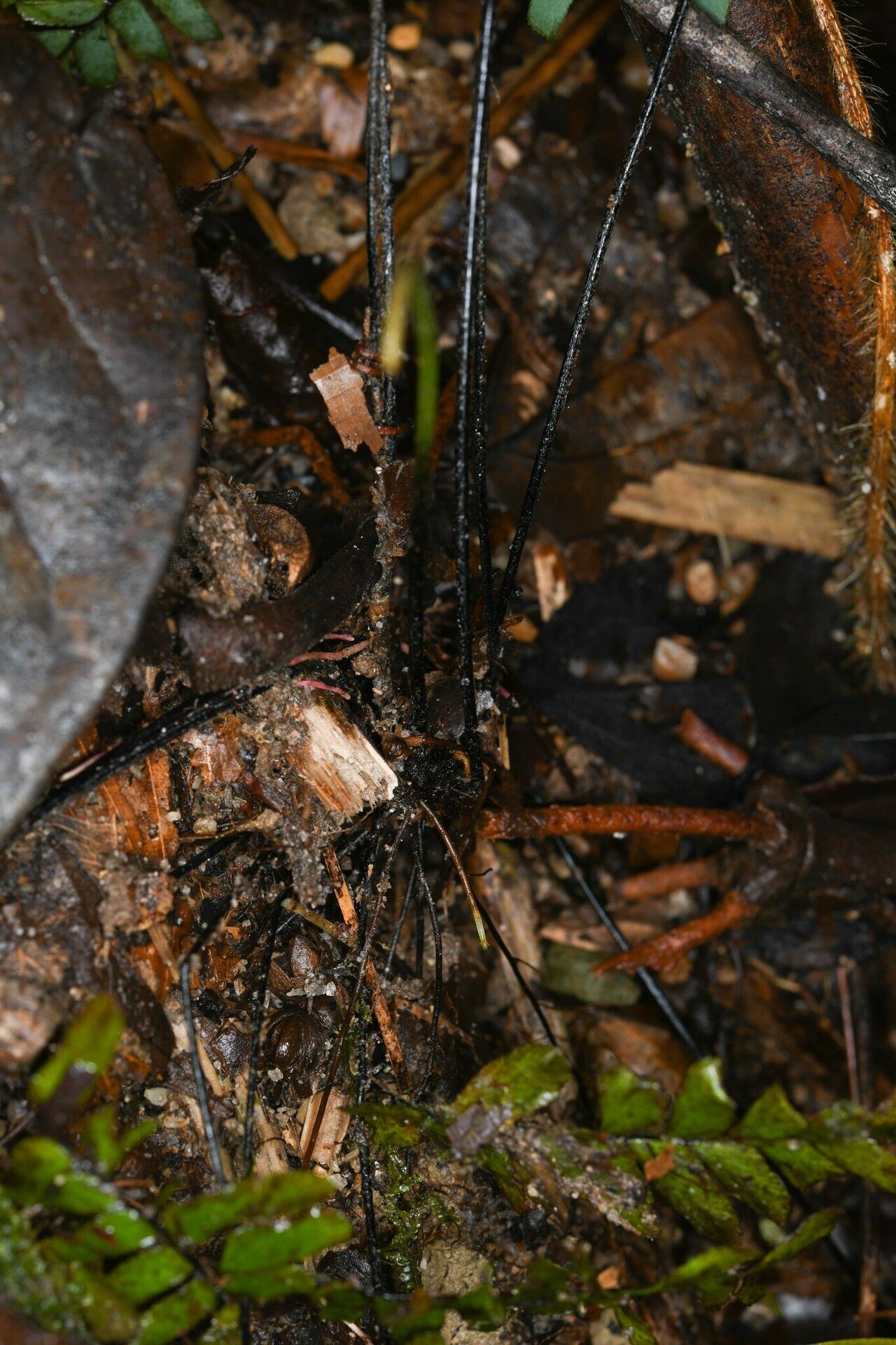 Adiantum terminatum bark