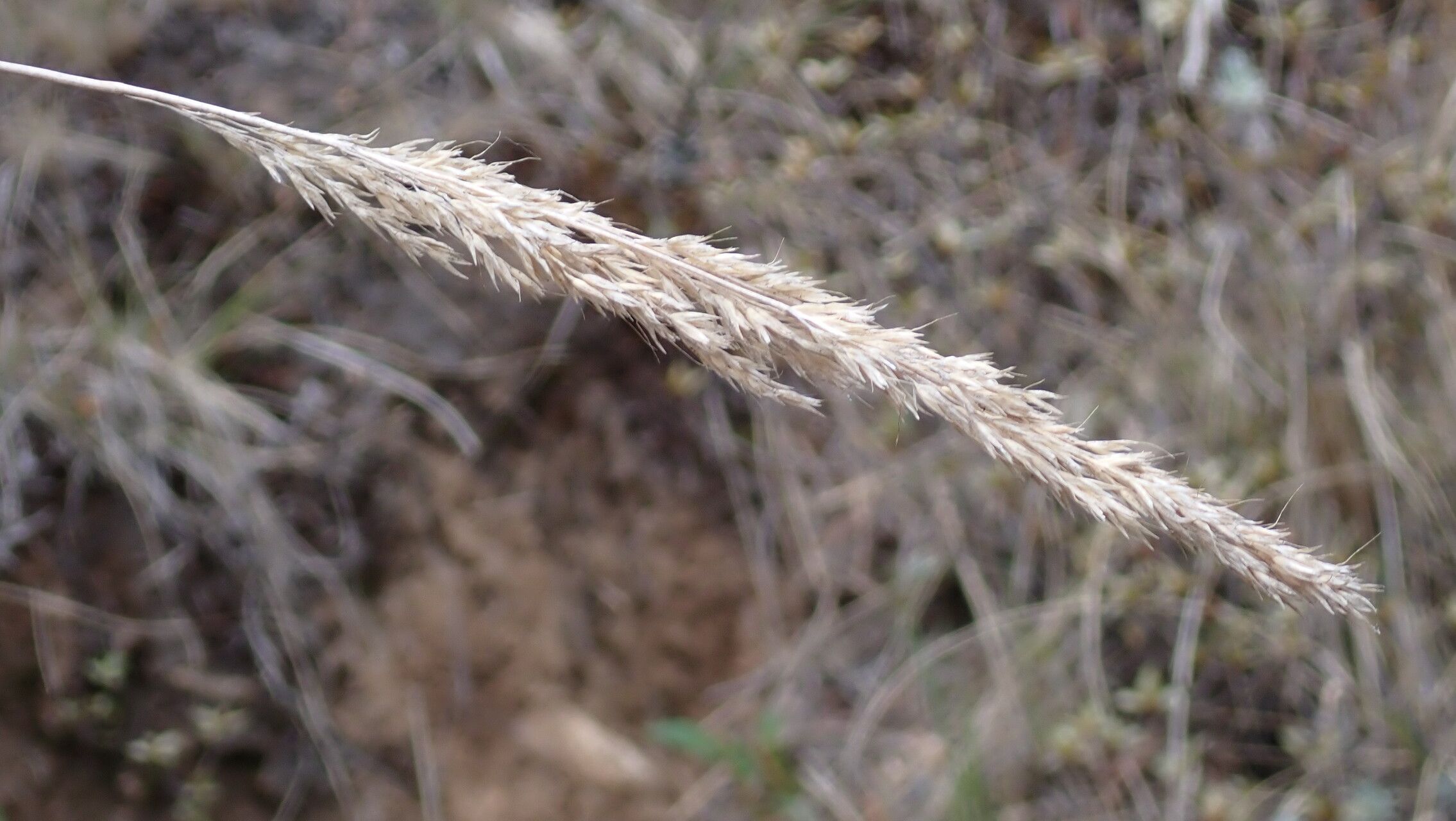 Calamagrostis scabrescens flower