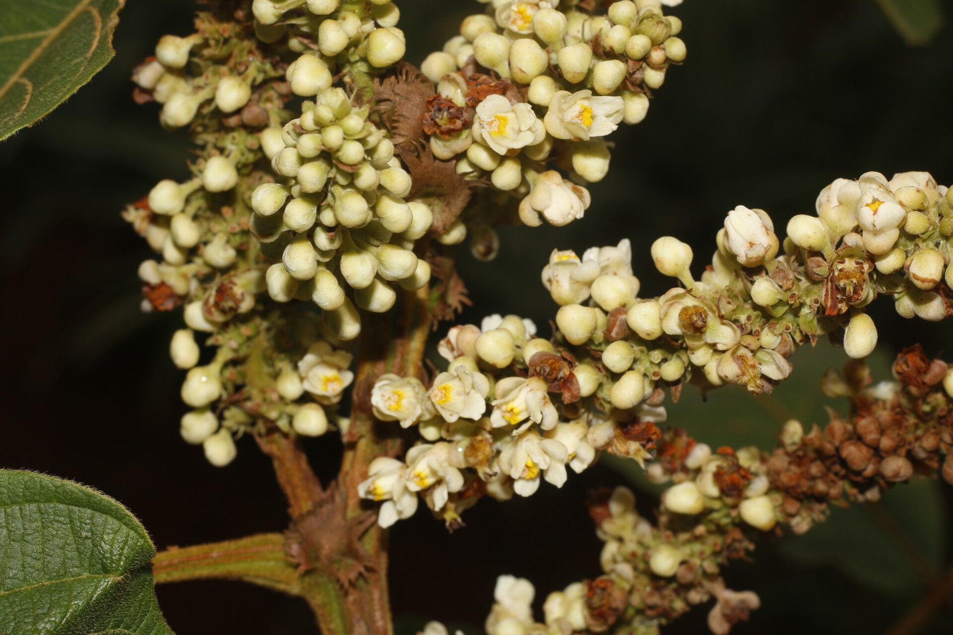 Paullinia bracteosa flower