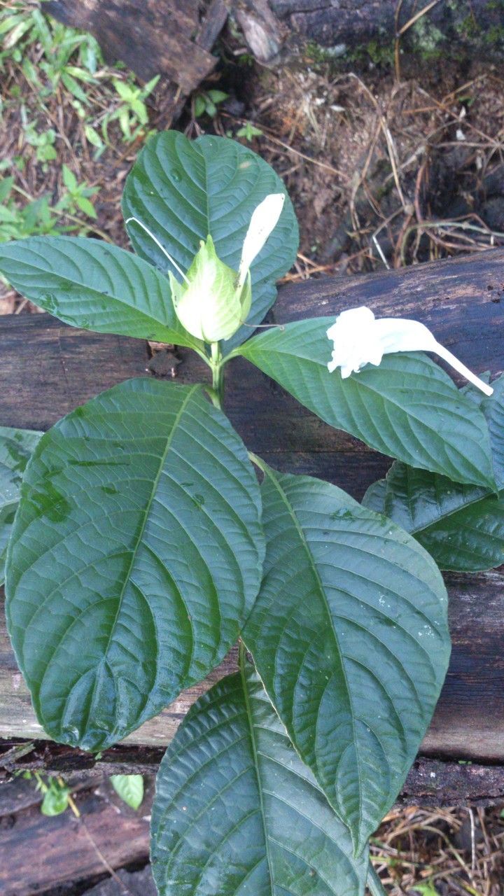 Ruellia tubiflora flower