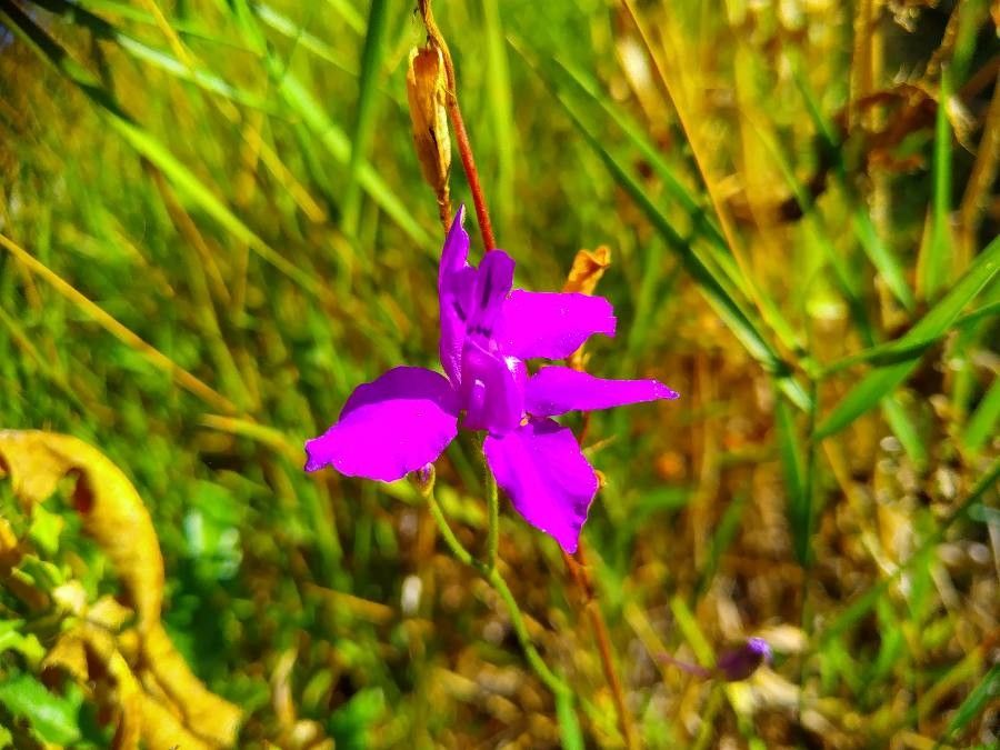 Consolida hispanica flower